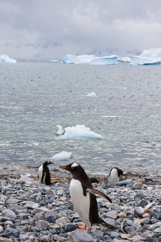 Gentoo Penguins On Beach